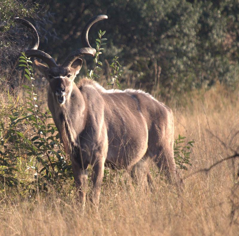Mziki Safari Lodge Beestekraal  Exteriör bild